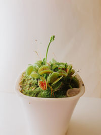 Close-up of cactus plant against white background