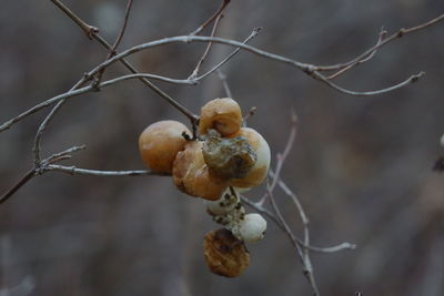 Close-up of dried fruits on tree
