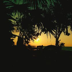 Silhouette trees at sunset