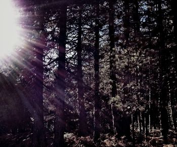 Sun shining through trees