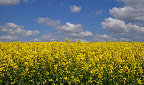 Scenic view of oilseed rape field against sky