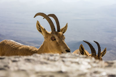 Close-up of deer against sky