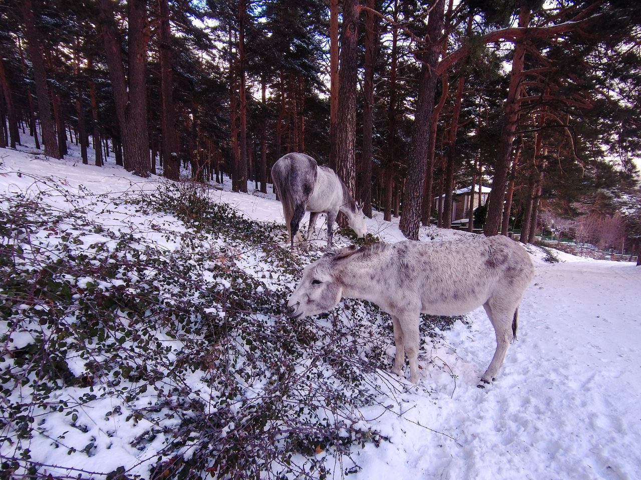 HORSE ON SNOW COVERED FIELD