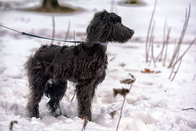 Dog on snow covered land