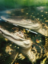 Close-up of fish swimming in sea