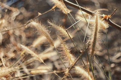 Close-up of wilted plant on field