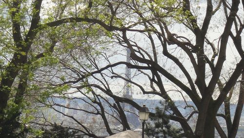 Low angle view of trees against sky