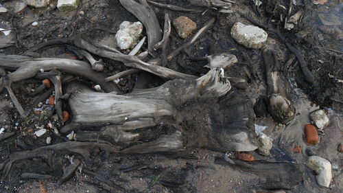 High angle view of driftwood on field