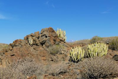 Cactus growing on desert against blue sky