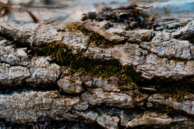 Full frame shot of tree trunk