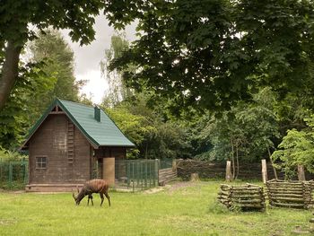 View of a horse in a field