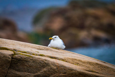 Seagull perching on rock