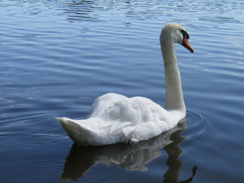 Swan swimming in lake