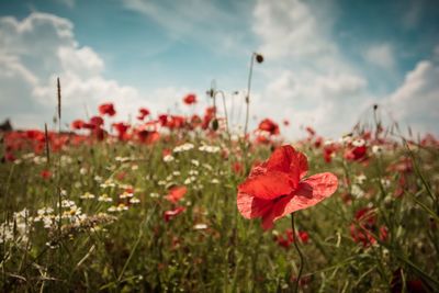 Close-up of red poppy flowers on field