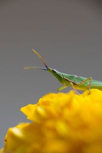 Close-up of insect on yellow flower