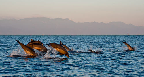 View of dolphins swimming in sea