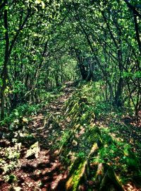 Trees in forest