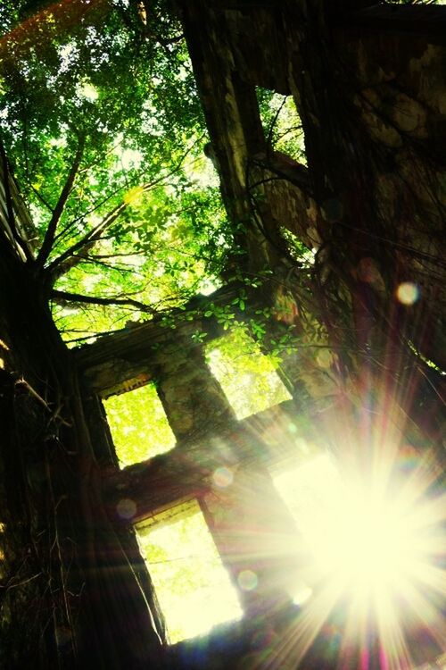 tree, sun, sunbeam, sunlight, lens flare, low angle view, branch, growth, tree trunk, nature, wood - material, day, sunny, no people, tranquility, built structure, outdoors, streaming, back lit, bright