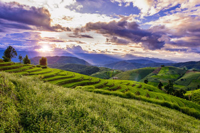 Scenic view of agricultural field against sky