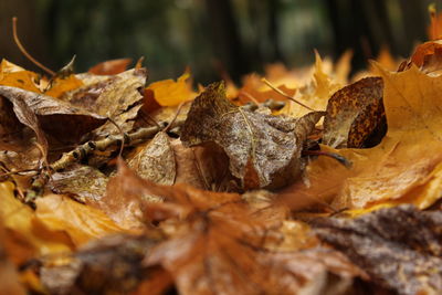 Close-up of autumn leaves on land