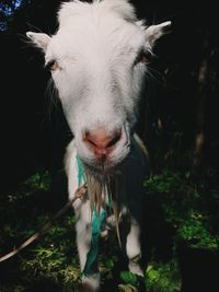 Close-up portrait of horse