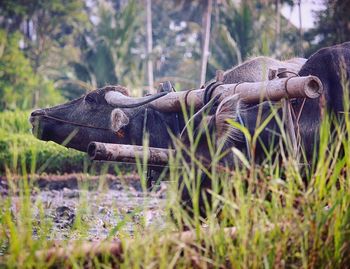 Side view of horse on grass