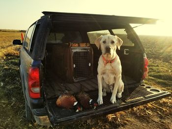 Portrait of dog by car on field