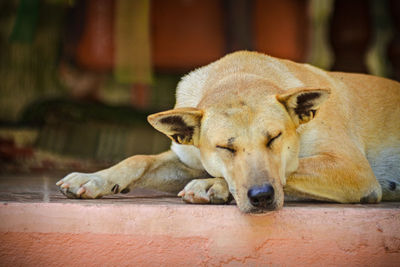 Close-up of a dog sleeping