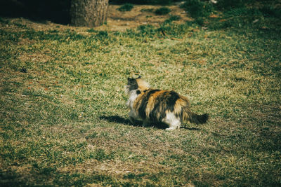 Cat sitting on field