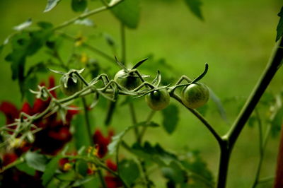 Close-up of fruit growing on plant