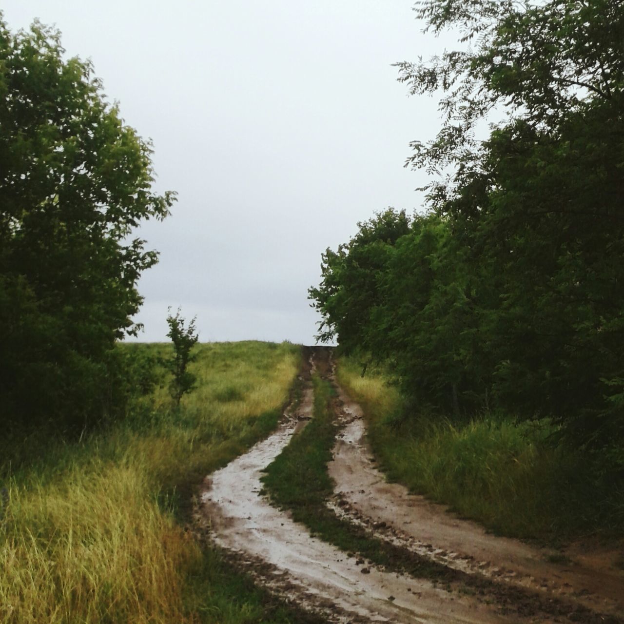 tree, the way forward, tranquility, diminishing perspective, tranquil scene, transportation, grass, growth, sky, vanishing point, road, landscape, nature, field, dirt road, green color, country road, clear sky, beauty in nature, scenics