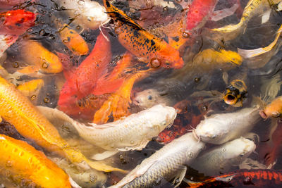 Full frame shot of koi carp in water