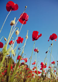Low angle view of poppy flowers against sky on sunny day