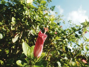 Close-up of flower growing on tree
