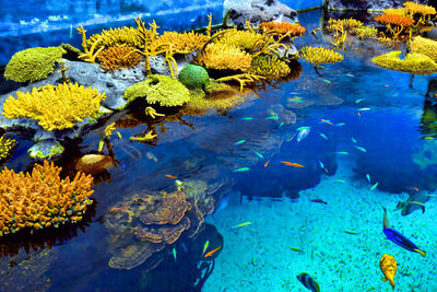 View of fish swimming in sea