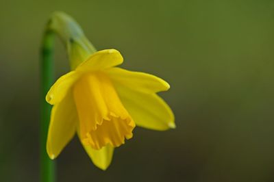 Close-up of yellow flower