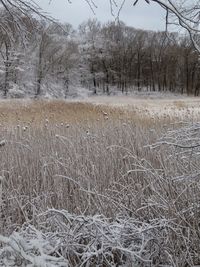 Scenic view of snow covered land