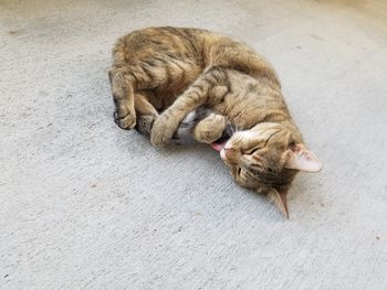 High angle view of cat sleeping