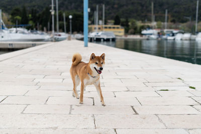 Dog looking away on footpath