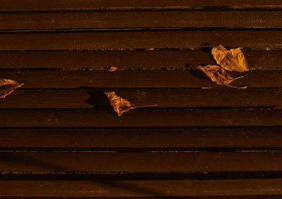 Close-up of dry maple leaves on wood