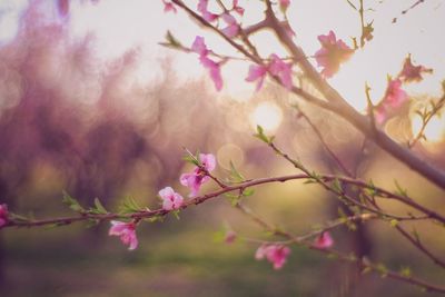 Low angle view of pink flowers growing on tree