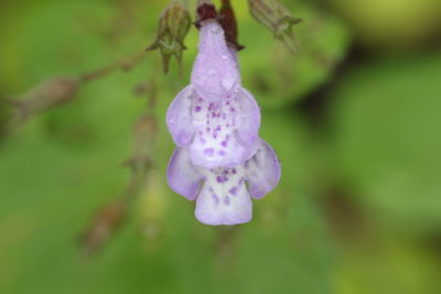 Close-up of purple flower blooming in garden