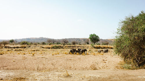 Herd of elephants in savanna on a safari in ruaha national park, tanzania