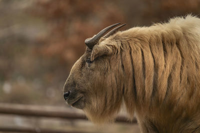 Close-up of horse