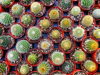 Full frame shot of cactus