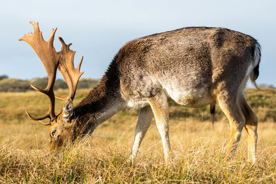 Fallow deer grazing in the grass at the nature reserve amsterdamse waterleidingduinen