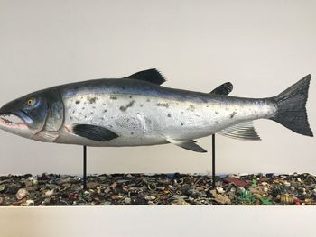 Close-up of fish in tank against sky