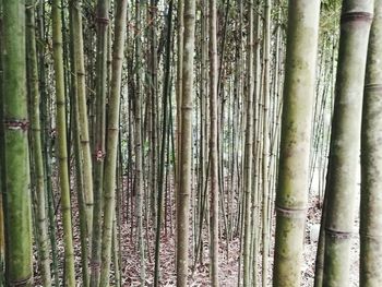 Full frame shot of bamboo trees in forest