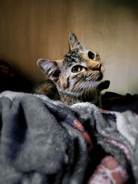 Close-up of a cat on bed