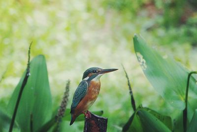 Close-up of bird perching on leaf